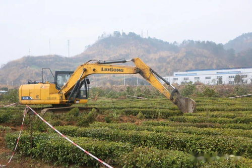 夷陵區中國精制茶出口基地清表工作告捷，功能性茶飲料研制邁向新階段